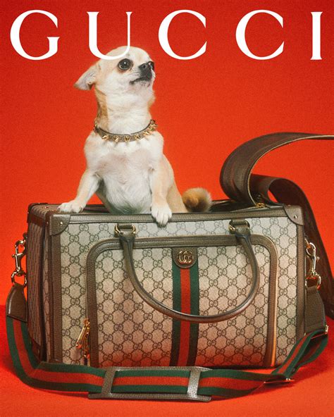 ad cartoon dog spraying champagne gucci|Gucci dog collection.